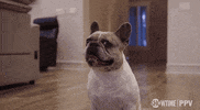 French Bulldog Sport GIF by SHOWTIME Sports