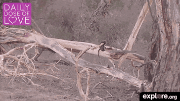 monkey love GIF by explore.org