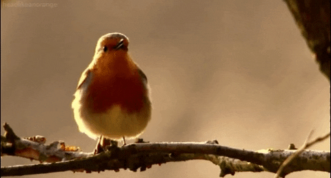 Angry Amazon GIF by Woot!