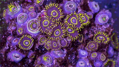 wtf are these GIF by Digg