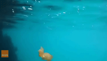 Tiny Squid Leads Diver to Mesmerising Haeckel's Jellyfish