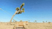 Yoga Cactus GIF by Bay Ledges