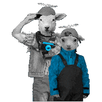 Friends Sheep Sticker by EdinburghFringeFestival