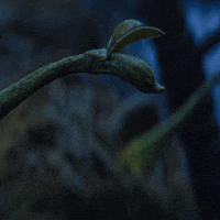 Jim Henson Netflix GIF by The Dark Crystal: Age of Resistance