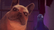 nouvellesimages dog fall bird pigeon GIF