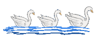 Swan Lake Sticker