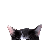 Cat Sticker