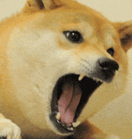 Angry Shiba Inu GIF