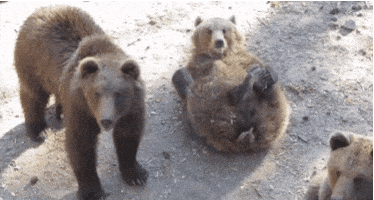 Wildlife gif. A group of three brown bears relax together. One bear in the middle rolls on their back and seems to wave a paw in greeting. 