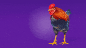 kissedmonton coffee radio chicken rooster GIF