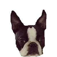 boston terrior STICKER by imoji