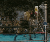 mike tyson sports s GIF