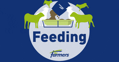 Sheep Feeding GIF by ForFarmers