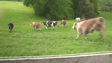 cows GIF