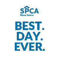 Cats Adopt Sticker by Nova Scotia SPCA