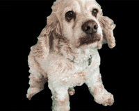 CampCockerRescue mayor owen ccr cocker spaniel GIF