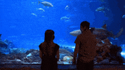 SeaWorld shark social distancing sharks wear a mask GIF