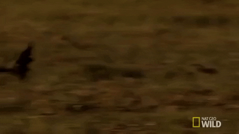 nat geo wild hyena GIF by Savage Kingdom
