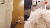 Dogs GIF by BuzzFeed
