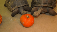 Bevy of Adorable Chicago Zoo Animals Munch on Halloween Pumpkins