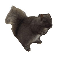 squirrel STICKER by imoji