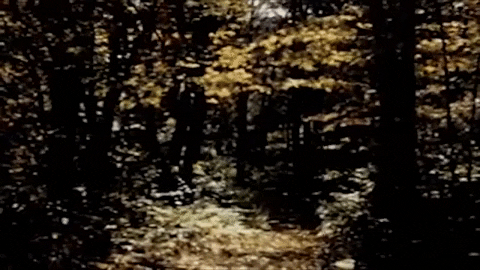 Falling Leaves Fall GIF