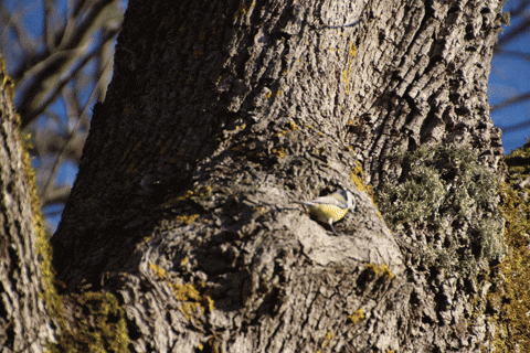 ingovalgma giphyupload GIF