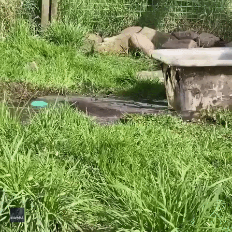Adorable Rescued Otter 'Jumps for Joy' Upon Release Back Into the Wild