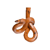 Orange Snake Sticker by Avonturia