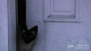 Who Goes There Hello GIF by Texas Archive of the Moving Image