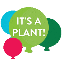 Palmersnz houseplant houseplants plant dad plant parent Sticker