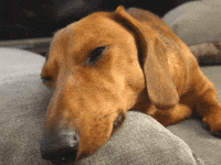 Tired Sausage Dog GIF