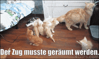 unsereoebb cat katze oebb weltkatzentag GIF