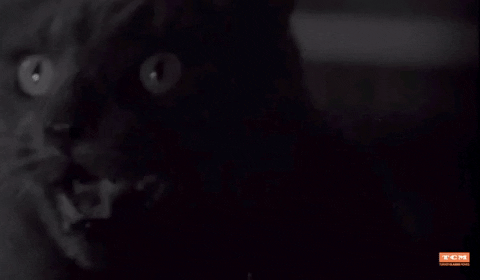 GIF by Turner Classic Movies