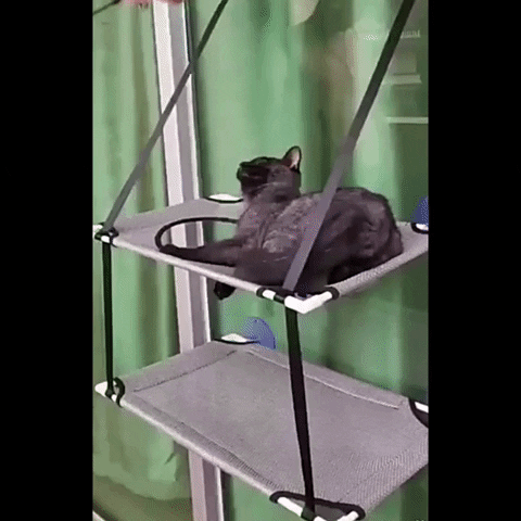 KittyNook giphyupload GIF
