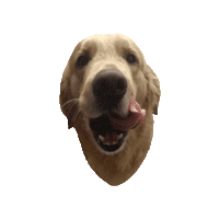 Dog Food Sticker by Pet Pipers