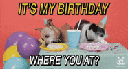 Adopt Happy Birthday GIF by Best Friends Animal Society