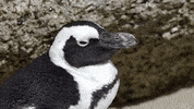 Tired Pbs Nature GIF by PBS Digital Studios