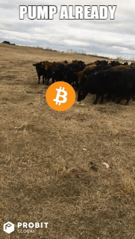 Crypto Bitcoin GIF by ProBit Global