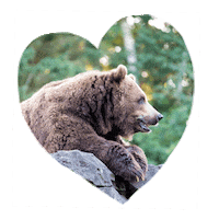 Woodlandparkzoo love animals in love bears Sticker