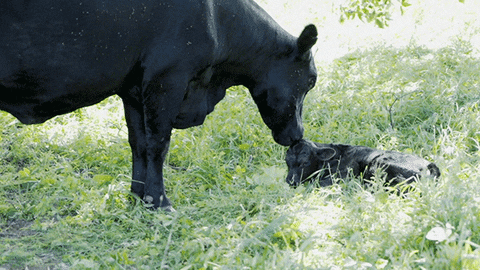 baby animals chicken GIF by ASPCA
