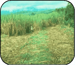 Tamil GIF