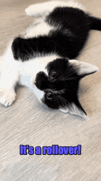 Kitten Roll Over GIF