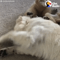 golden retriever dog GIF by The Dodo