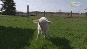 the incredible dr pol season 12 episode 8 GIF by Nat Geo Wild 