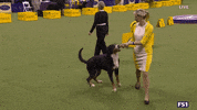 Dogs GIF by Westminster Kennel Club