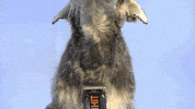Dogs Stripping GIF by Artero Professional Line