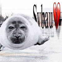 nikotoba meme seal niko sybau GIF