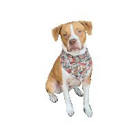 Pitbull Oliver Sticker by Geekster Pets