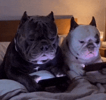 Dogs Texting GIF